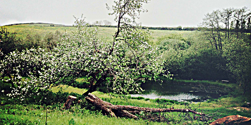 The Lily Pond at ANRÁN