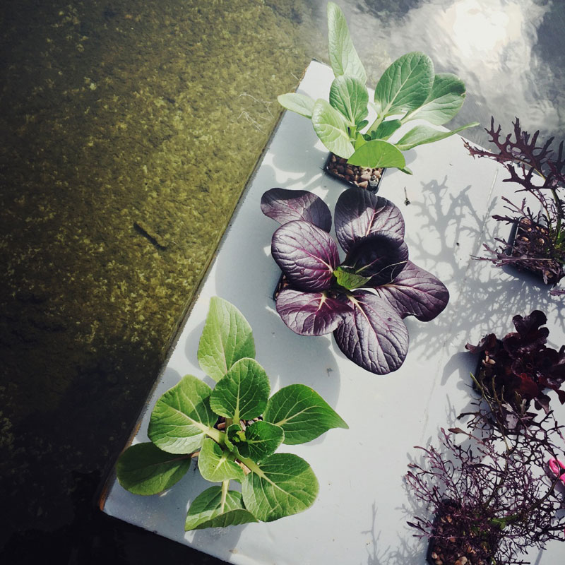 The Organic Kitchen Garden at ANRÁN